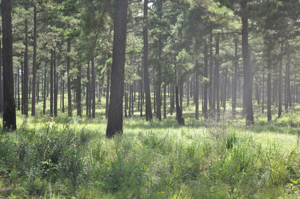 Texas Forests And Water Forum The Longleaf Alliance