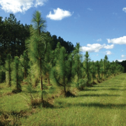 The Tree – The Longleaf Alliance