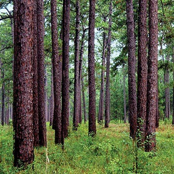 Nichols Longleaf Pine Preserve: Protecting the Giants of the Piedmont