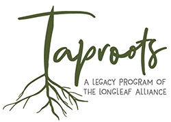 The Tree – The Longleaf Alliance