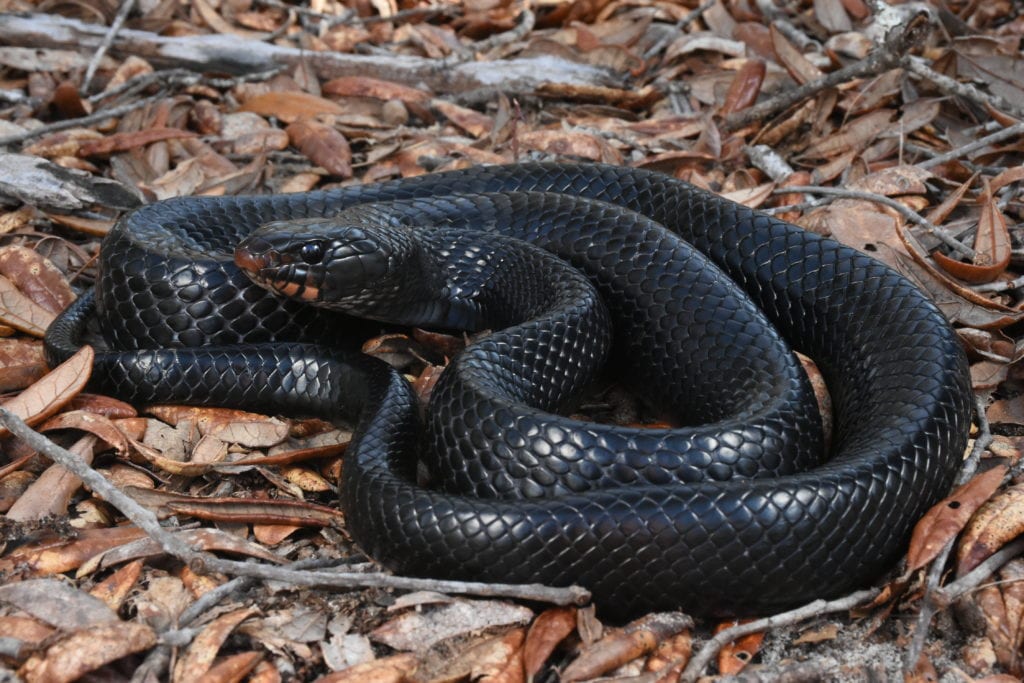 The Eastern indigo snake uses both the uplands and the wetlands within the longleaf landscape. Photo by Ben Stegenga.