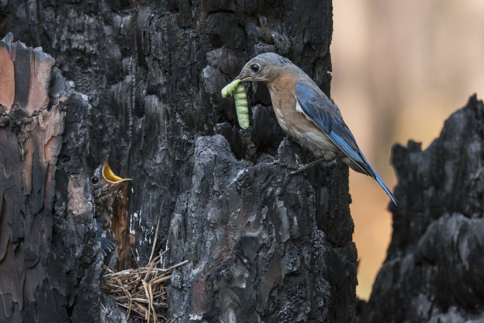 An eastern bluebird feeds young in its charred stump nest cavity. Photo by Brady Beck.