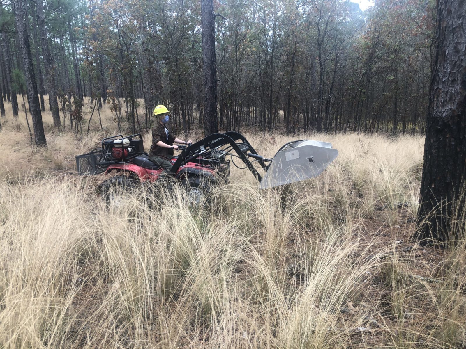 A seed harvester, or flail vac, is crucial in gathering sufficient native seed to conduct native groundcover restoration at scale. Carvers Creek State Park, NC. Photo by Thomas Crate.