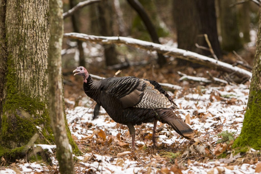 Wild turkeys have been shown to prefer longleaf woods that are frequently burned. Photo by Brady Beck.