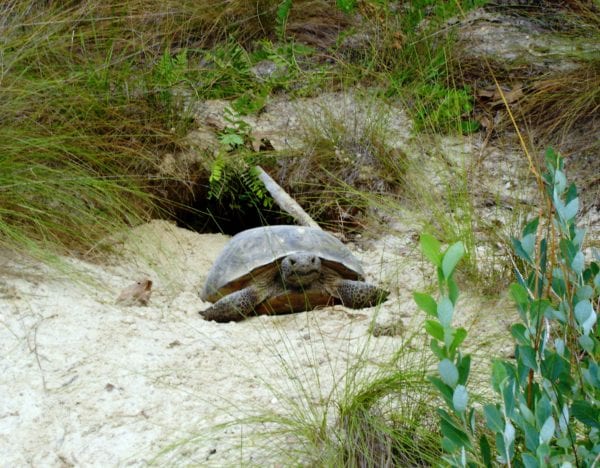 Photo Gallery – The Longleaf Alliance