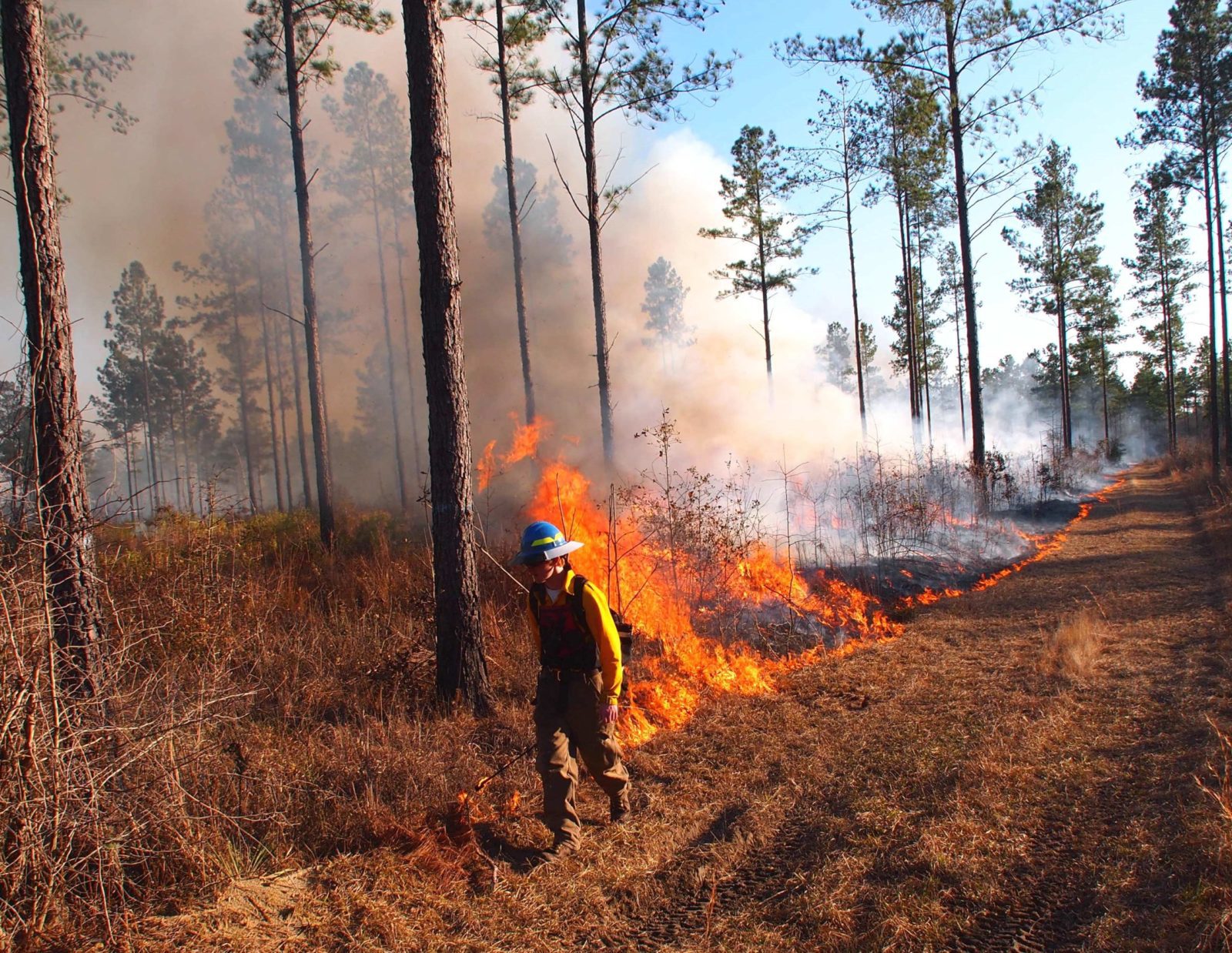 An Orianne Society fire tech lays down a line of fire pulling nicely off the firebreak. Photo by Randy Tate.