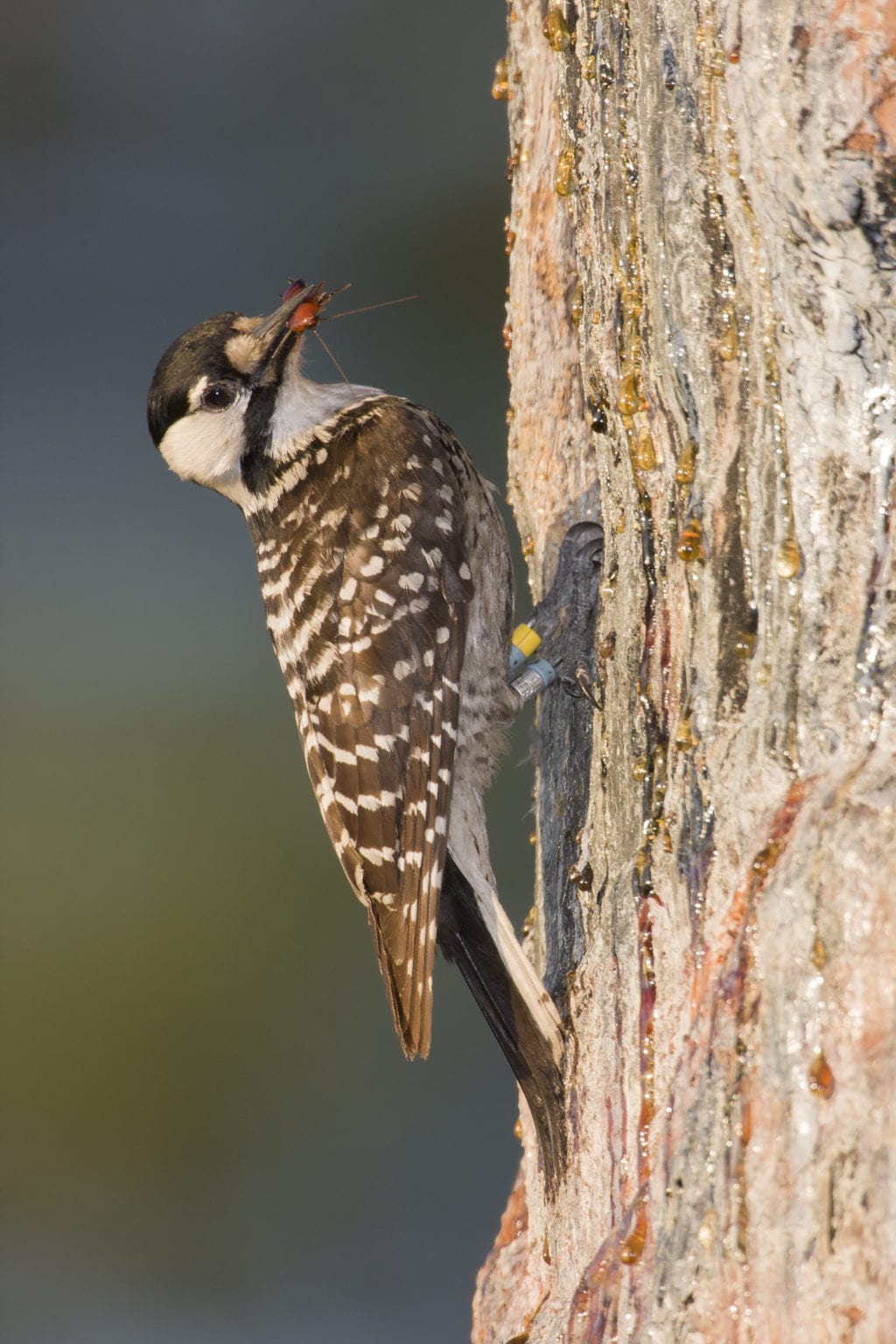 Species Diversity – The Longleaf Alliance