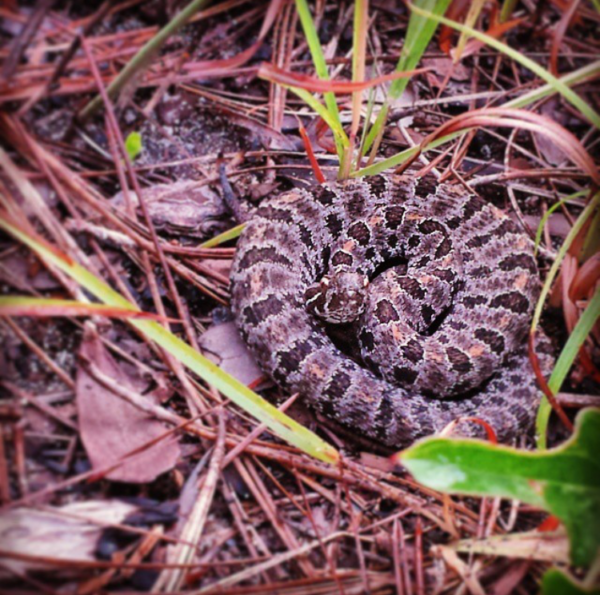 Mini Rattlesnake Species Diversity – The Longleaf Alliance