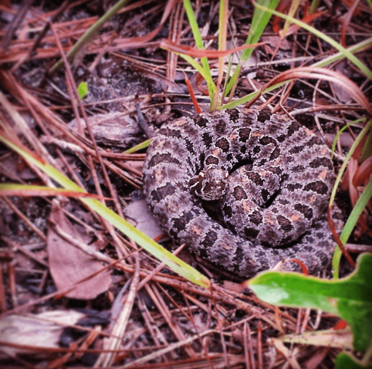 The small pygmy rattlesnake is seldom seen but fairly common in longleaf woodlands. Photo by Kris Dwitter.