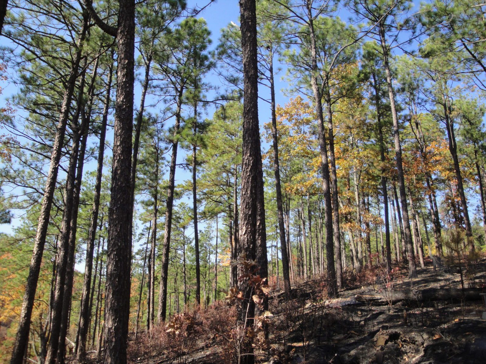 Berry College - montane old growth 2