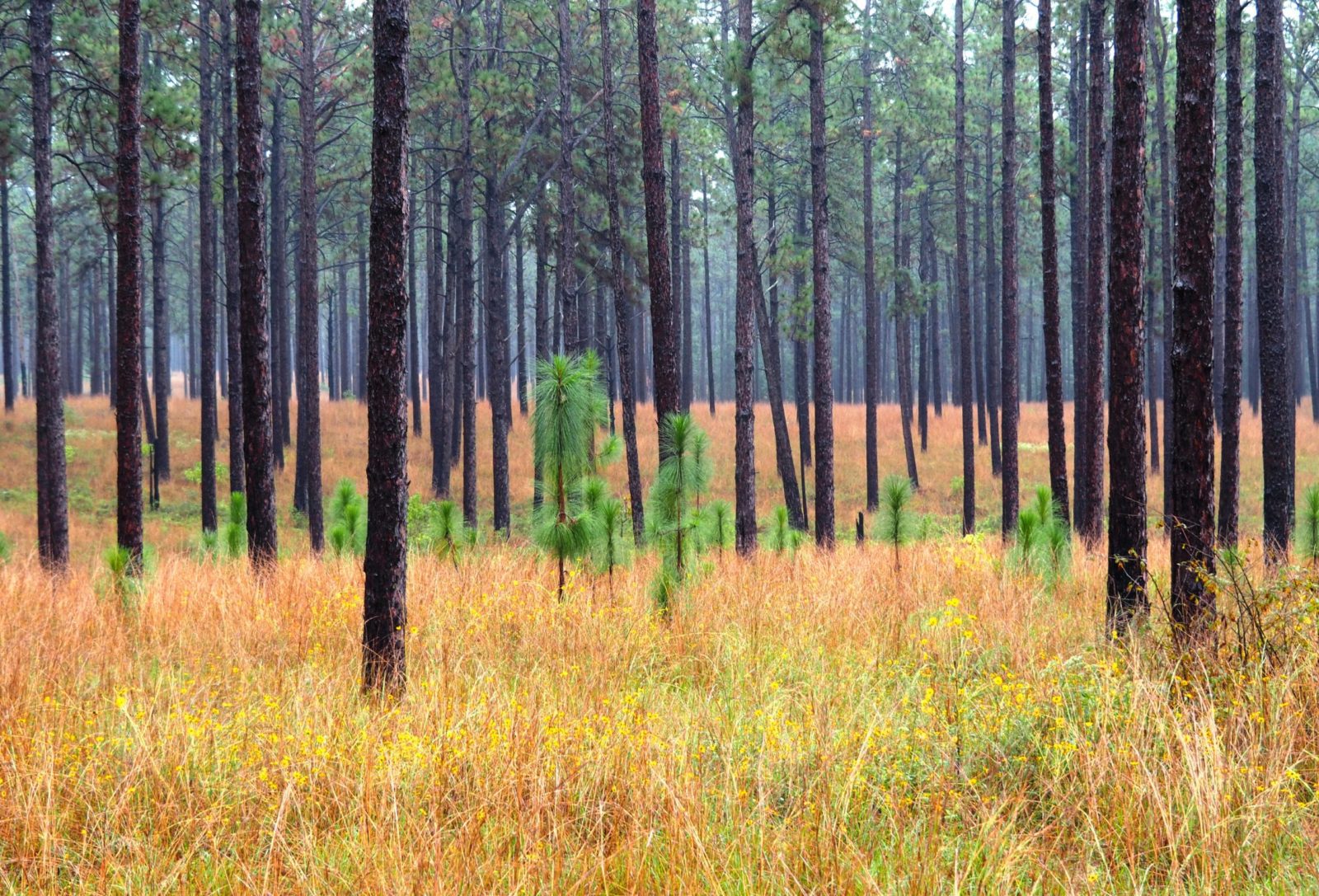 Pine Forest