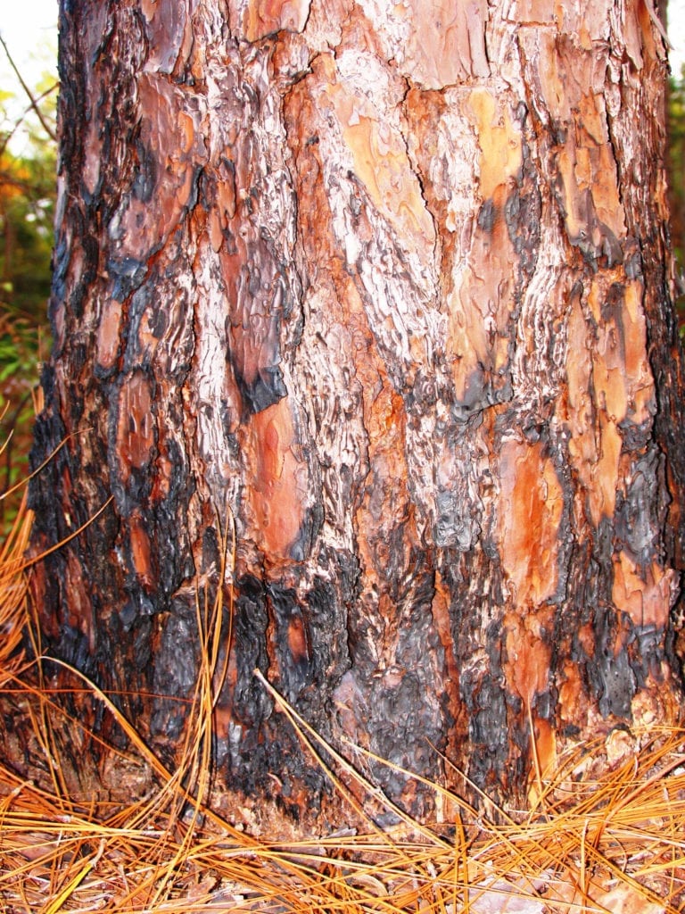 longleaf pine tree identification