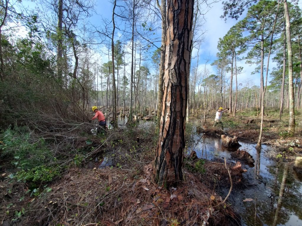 Nichols Longleaf Pine Preserve: Protecting the Giants of the Piedmont