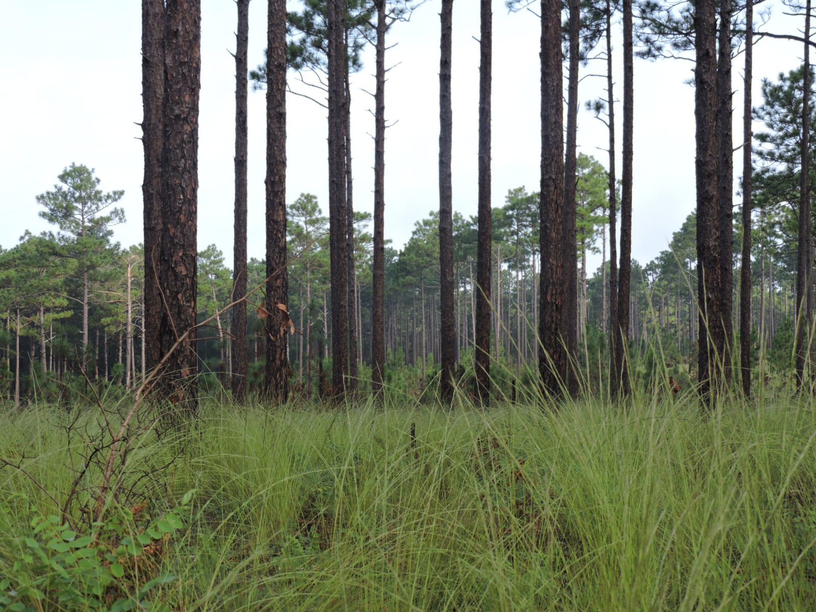 Pine Forest