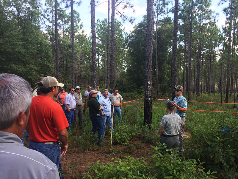 academy_Gopher-Tortoise-301