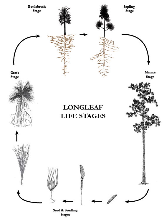 Life Cycle of the Bottle Brush Plant