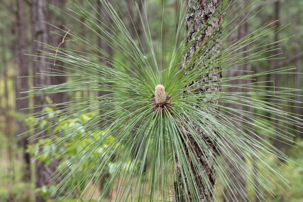 Longleaf pine