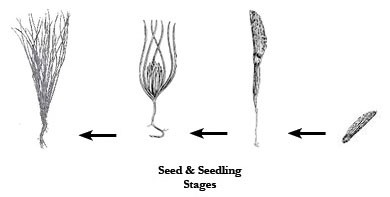 pine life cycle