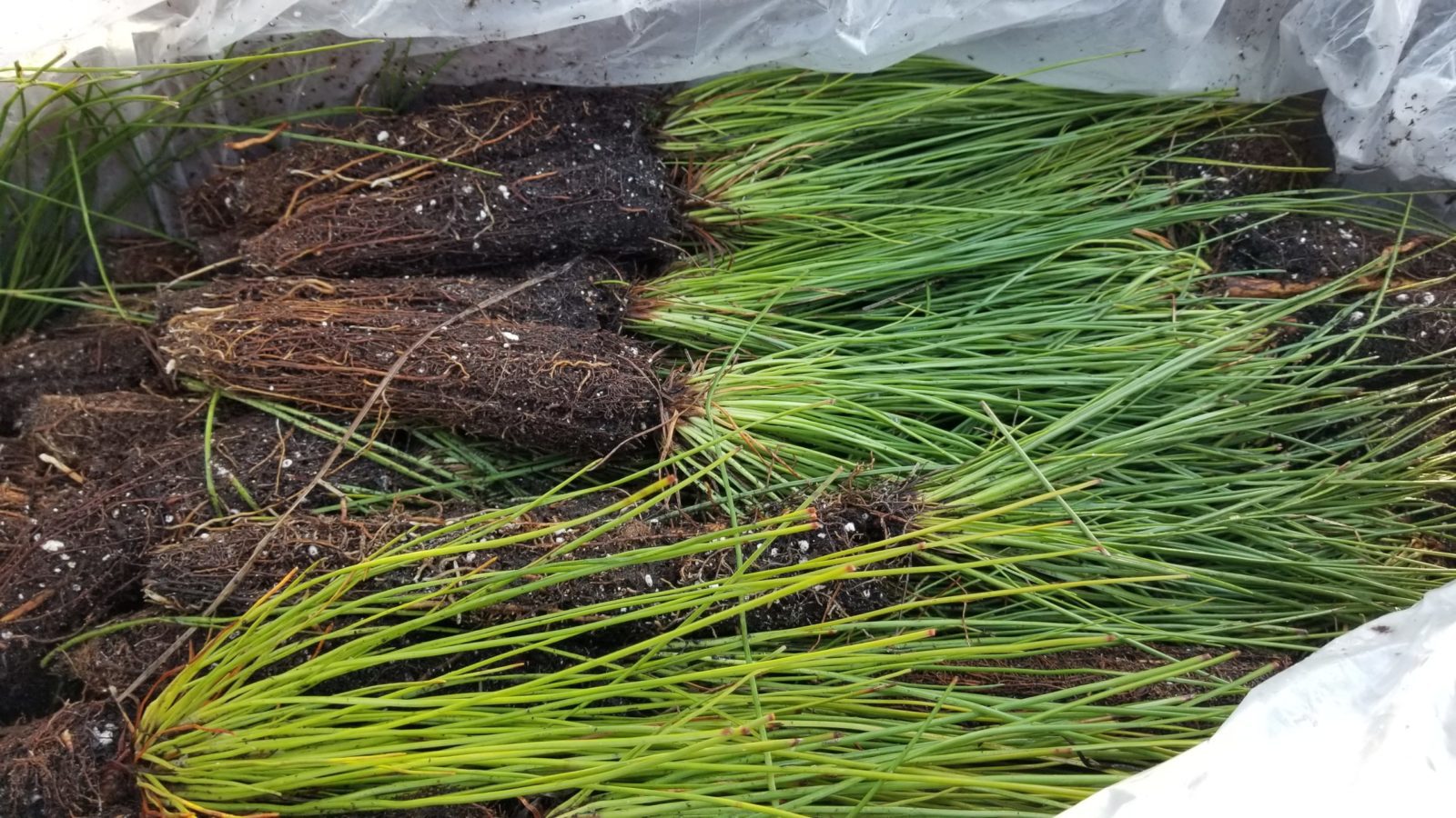 Longleaf pine container seedlings