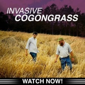 Ed with Wild Wander host Peter Kleinhenz while filming the "Invasive Cogongrass" episode.