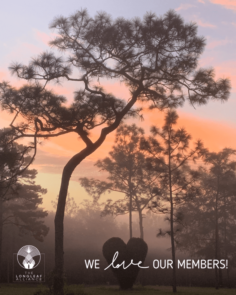 R & L Young, owners and photographers of this gorgeous landscape, said, “We hope that by sharing this photo, others will also recognize how special these trees are and be inspired to save them whenever possible.” 