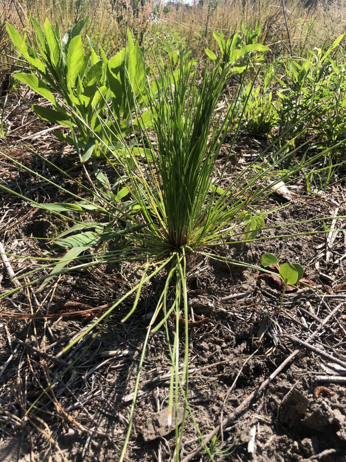Selective herbicides during site prep maintain native grass and forb diversity in longleaf planting projects. Photo by Lisa Lord.