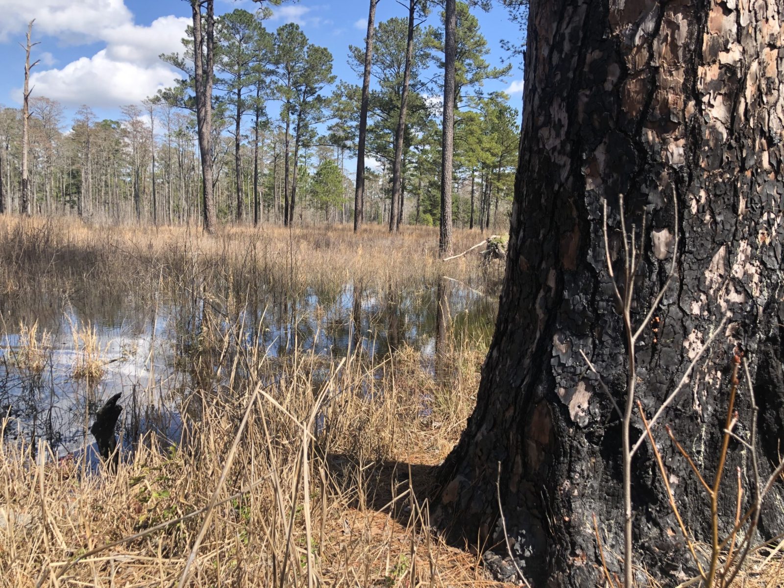 Savannah River and Keeping Forests