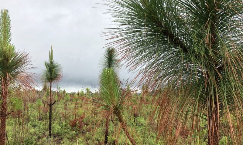 Post-burn Longleaf