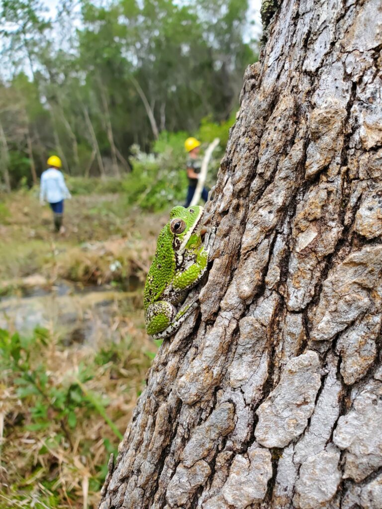Pine barrens tree frog supervises WEST restoration work. Photo by Nicole Barys.