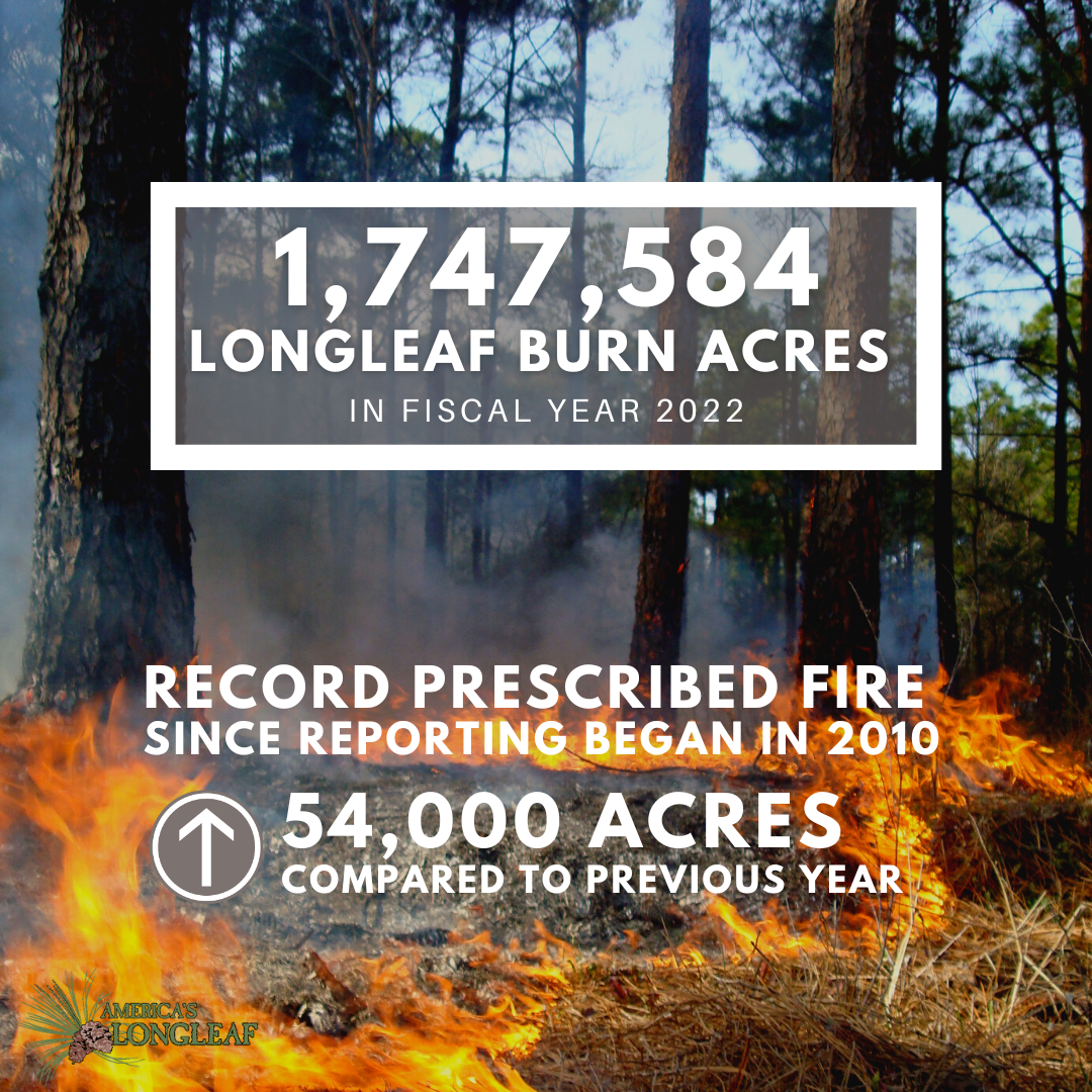 Longleaf partners reported 54,000 more acres of prescribed fire in 2022 compared to 2021.