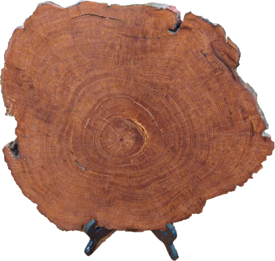 Longleaf pine cross-section dated to 1501-1713; after 63 bids, the roughly 15” diameter and 1” thick longleaf pine cross-section sold for $6,050!