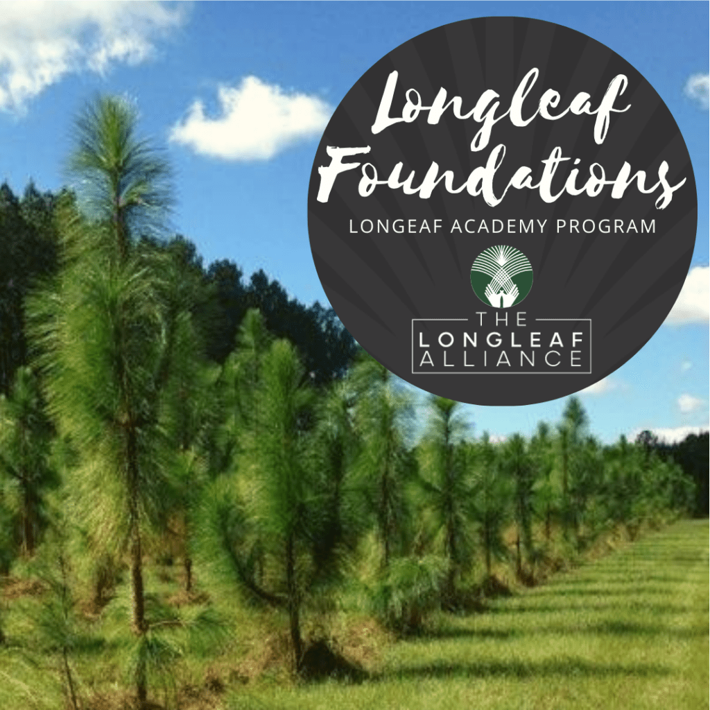 Longleaf Foundations The Longleaf Alliance