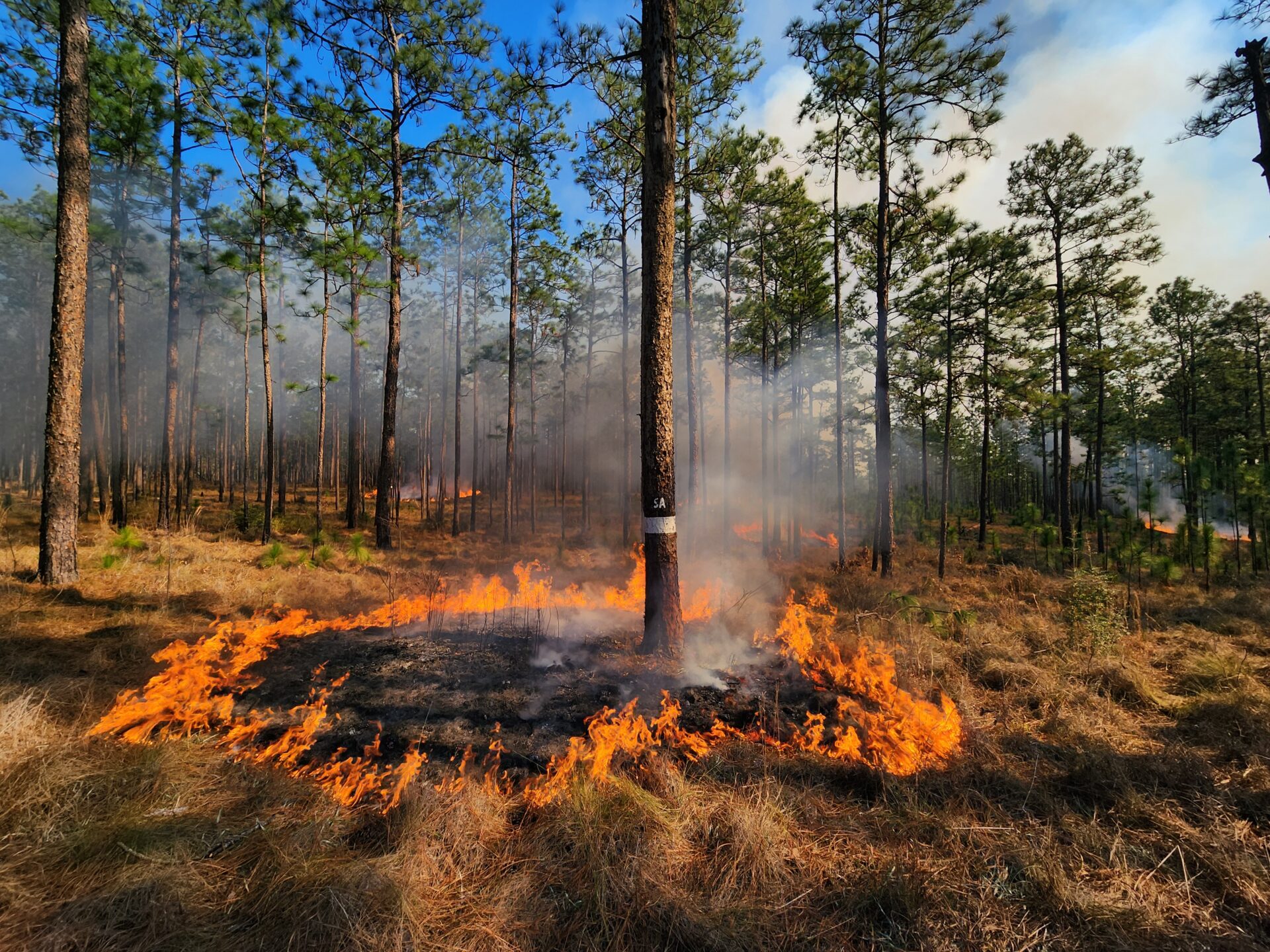 Prescribed fire at Blackwater State Forest. [Jacob Barrett]