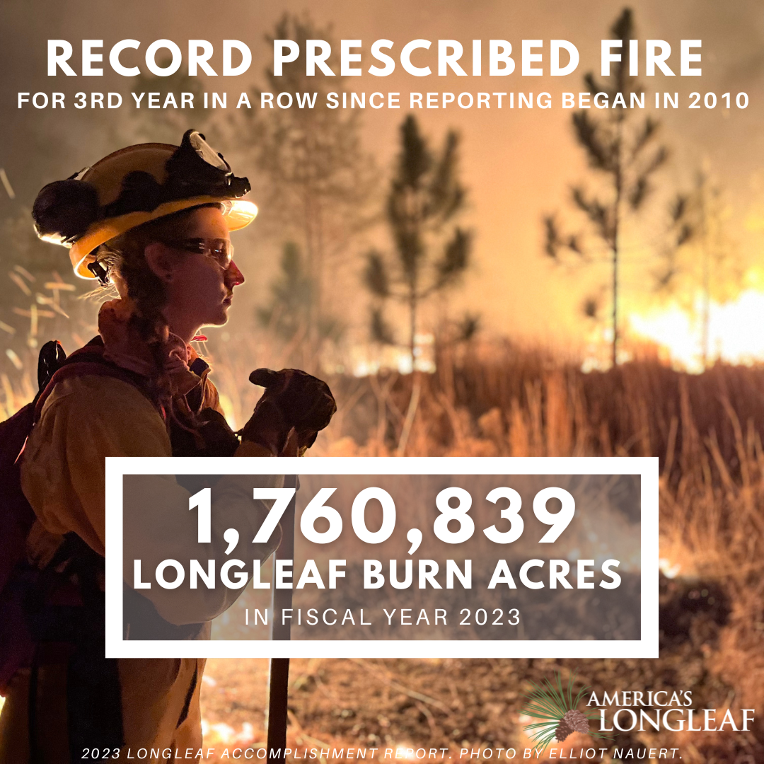 Longleaf partners set a record prescribed fire for the 3rd year in a row.