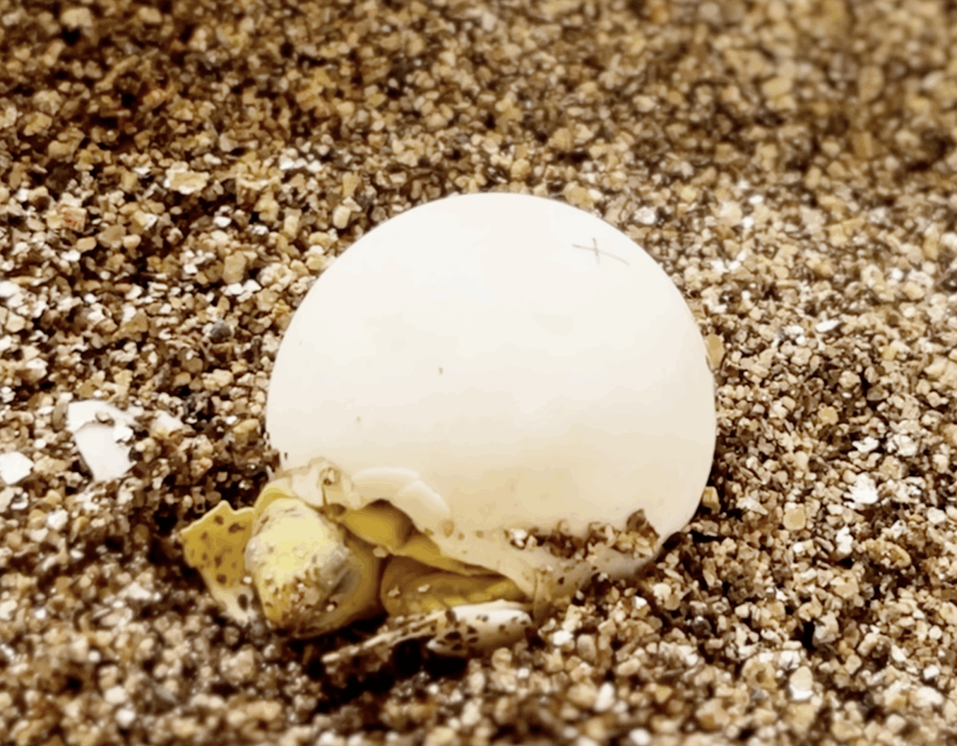 Gopher tortoise hatchling emerges from an egg.