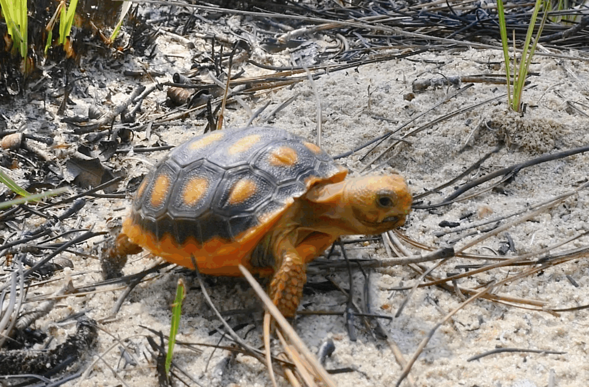 Pumpkin Spice's distinctive orange color was the inspiration for the rescued gopher tortoise's name.
